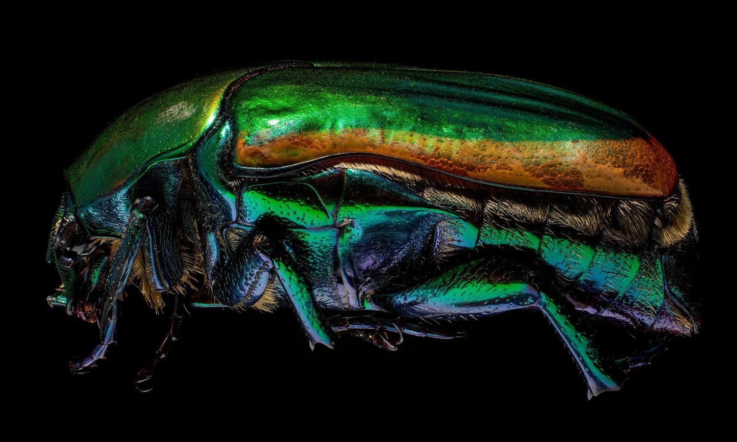 Close-up macro photo of a metallic green and orange iridescent beetle against a black background.