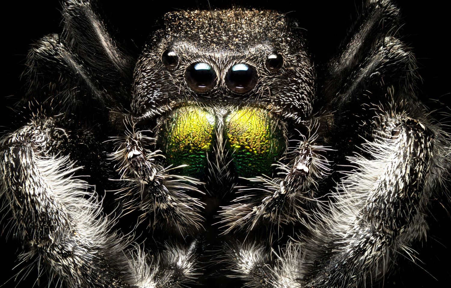 Close-up macro photo of a jumping spider with large black eyes and yellow-green chelicerae against a dark background.