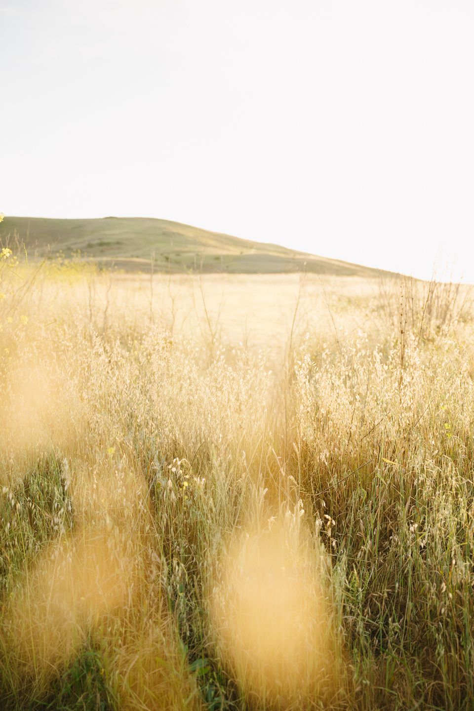 Golden wheat field with tall dry grass under a bright sky, rolling green hills in the background on a sunny day.