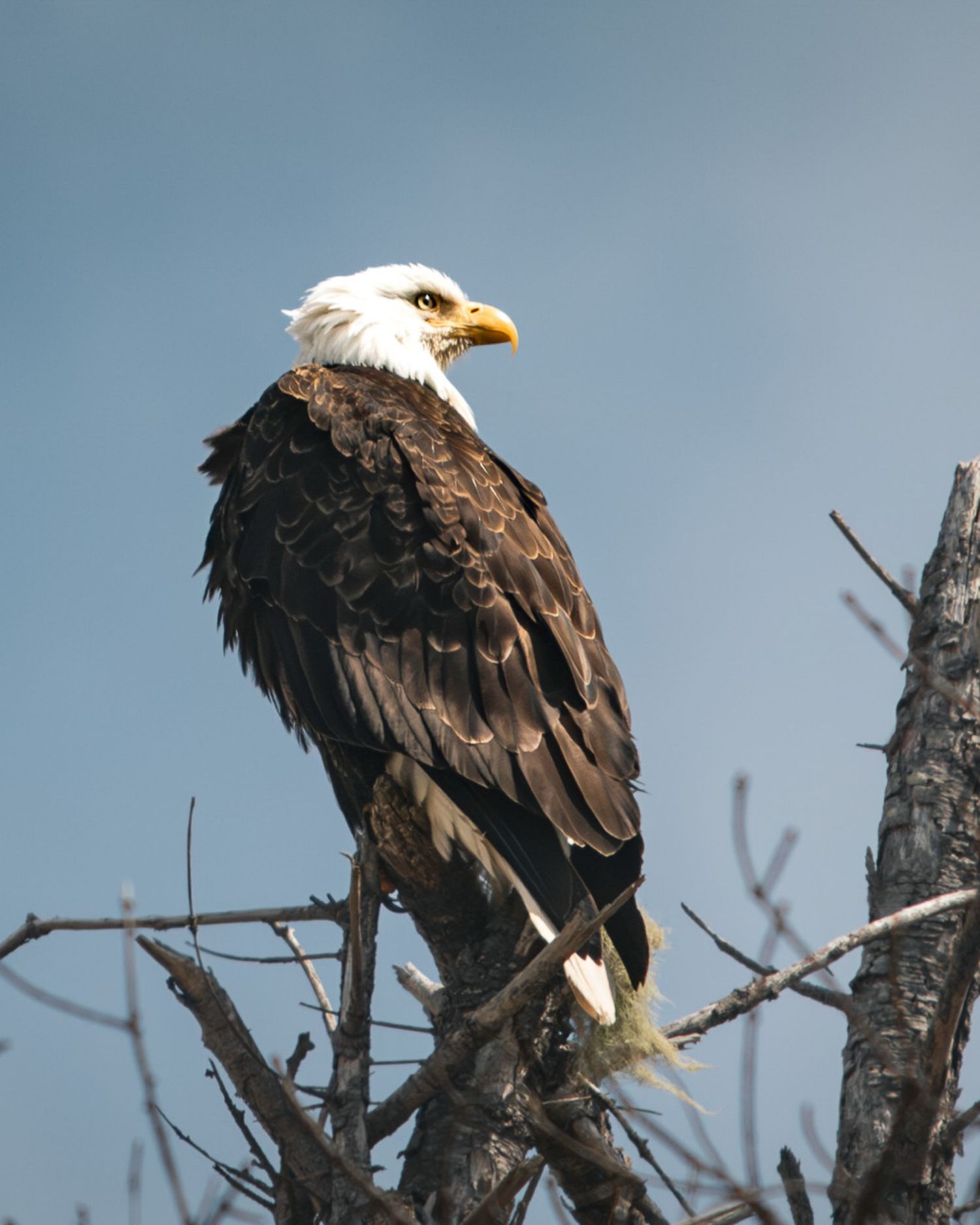 Bald eagle perched on bare tree branches against a clear blue sky.