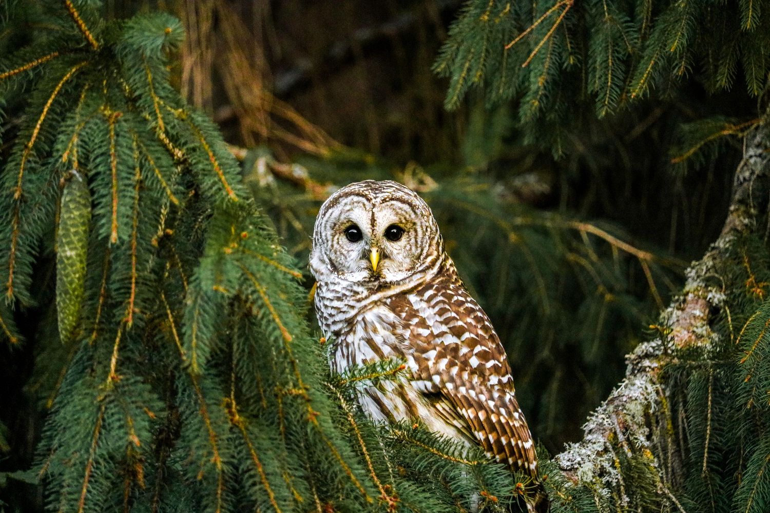 A barred owl perched among dense green pine tree branches in a forest.