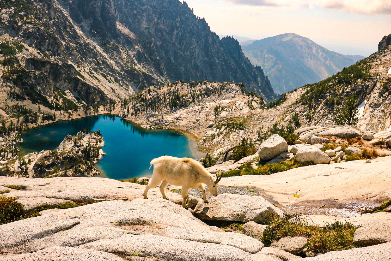 A white mountain goat walks across granite slabs above a vivid blue alpine lake surrounded by rocky peaks.
