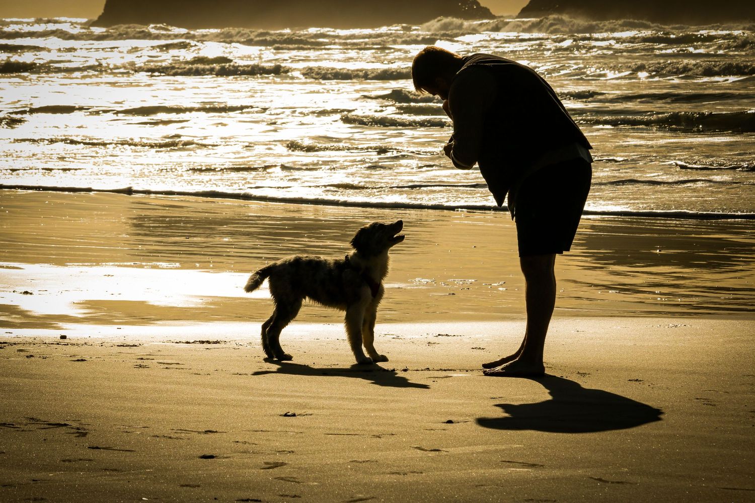 Silhouette of person and dog on beach at golden sunset.