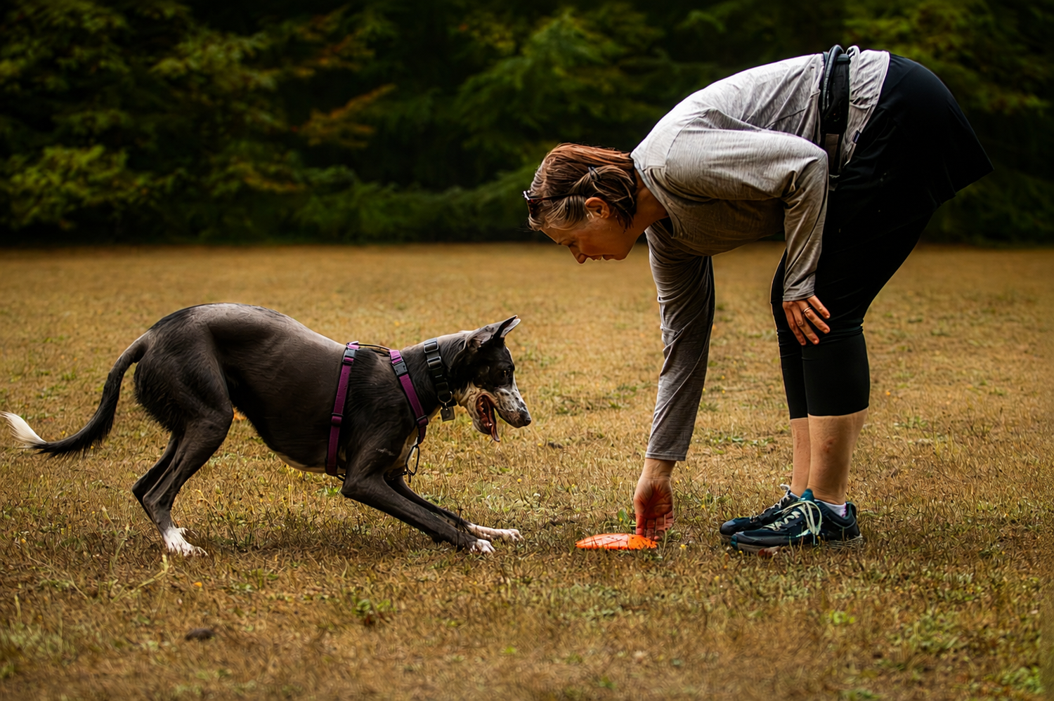 Woman bending down to offer a frisbee to an energetic grey dog in an open field.