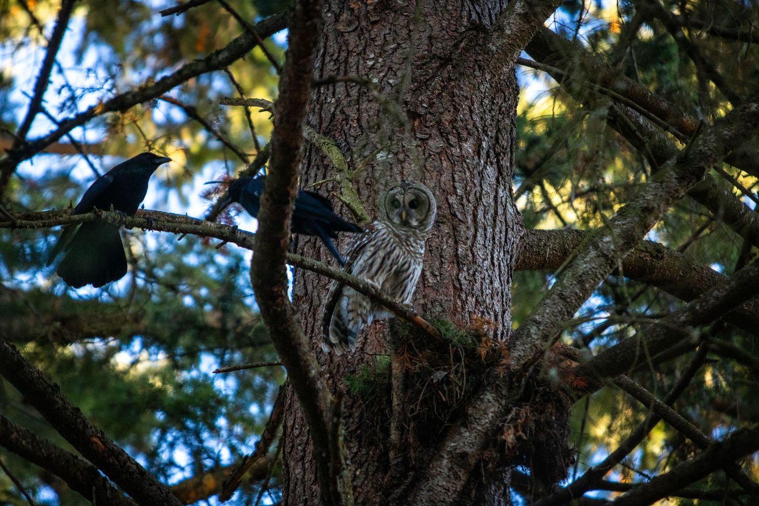 A barred owl camouflaged against a tree trunk is flanked by two black crows among dense evergreen branches.