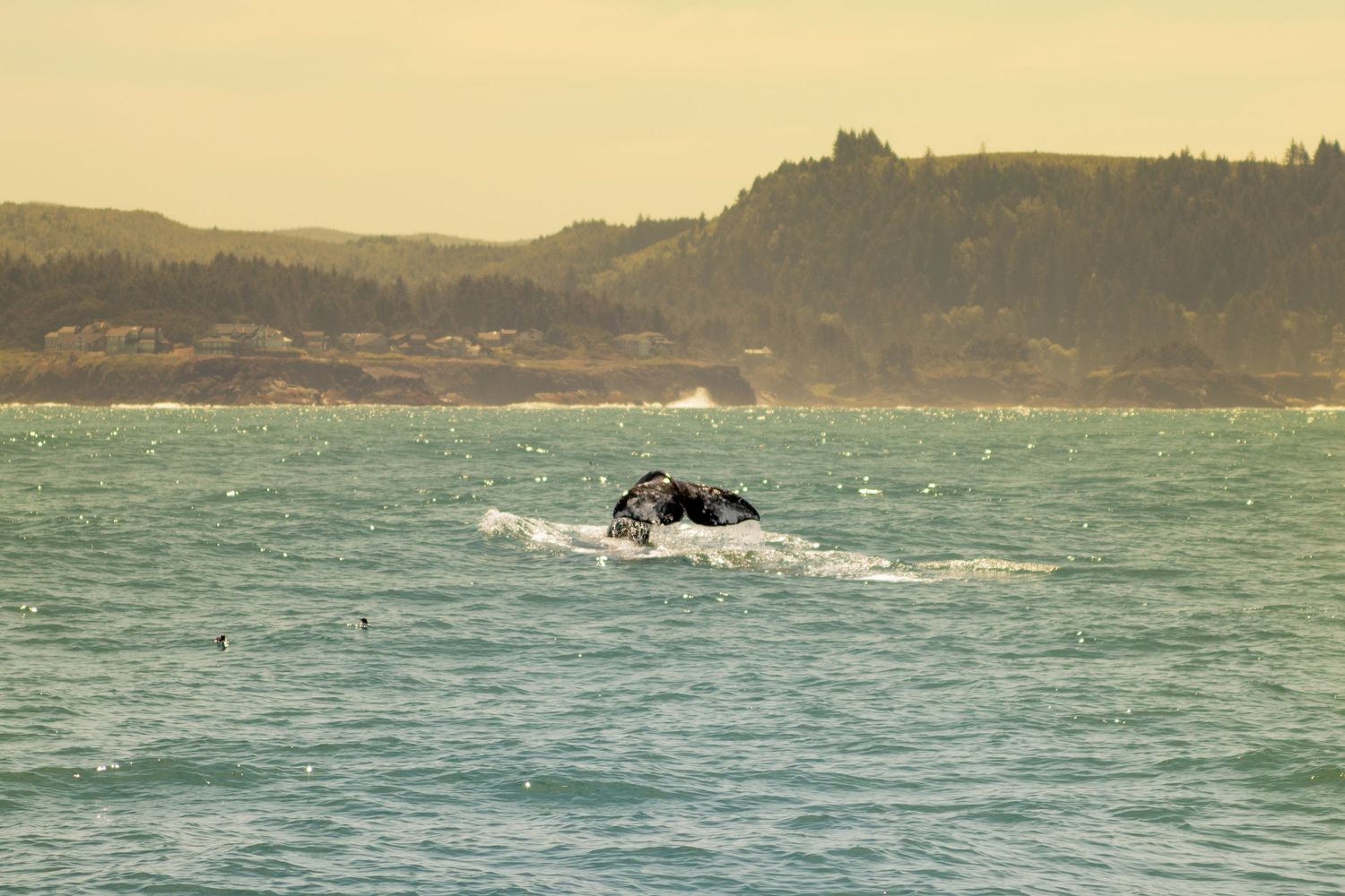 Whale breaching the surface of turquoise coastal waters with forested hills visible in the background.