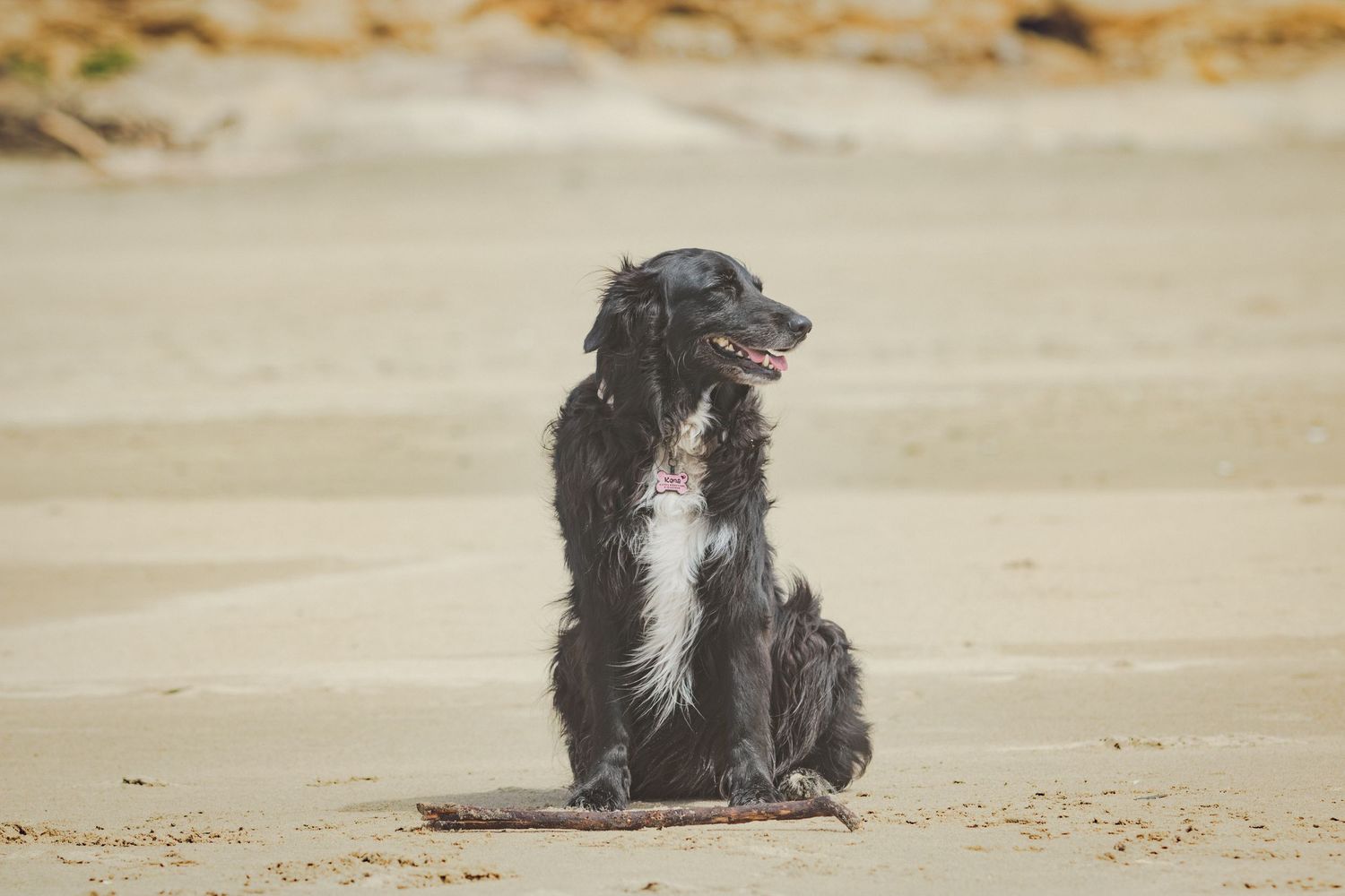 Black dog sitting on sandy beach, looking sideways with mouth open.