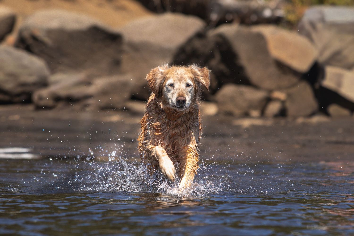 Golden retriever running through shallow lake water during an outdoor dog photography session in Oregon.