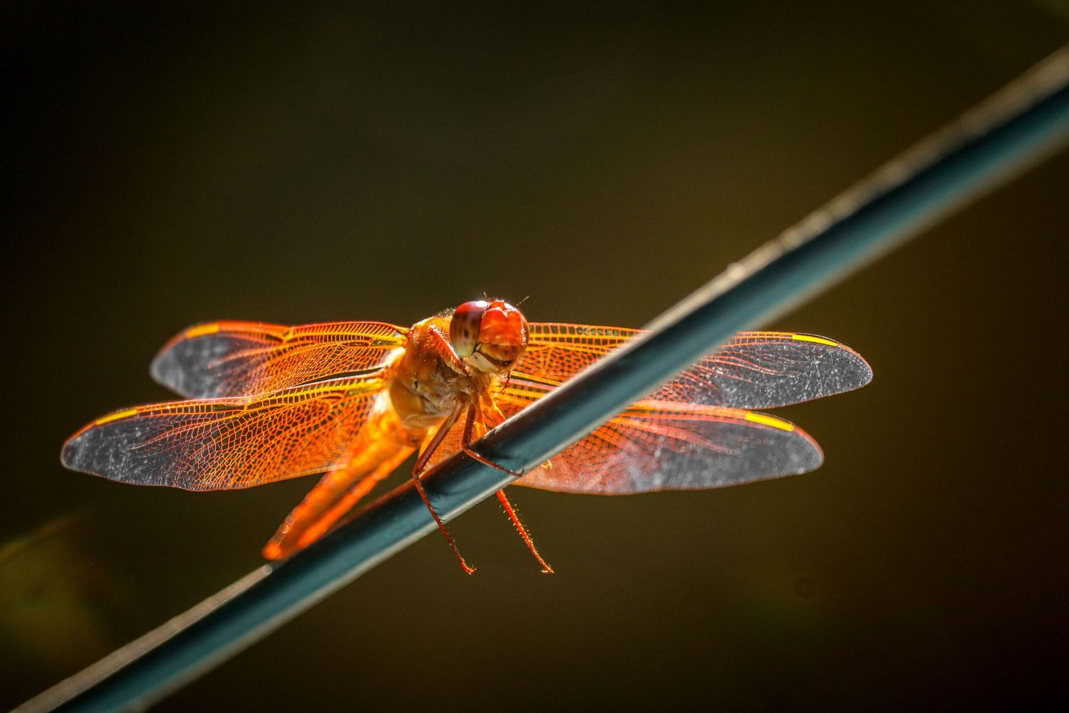 Close-up of a vibrant orange dragonfly perched on a thin wire stem in warm golden sunlight.