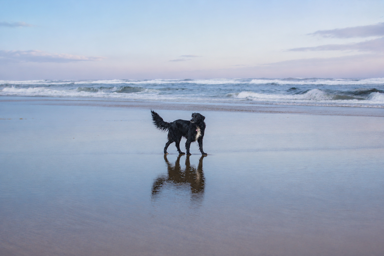 A black dog stands on a wet sandy beach at dusk with ocean waves in the background.