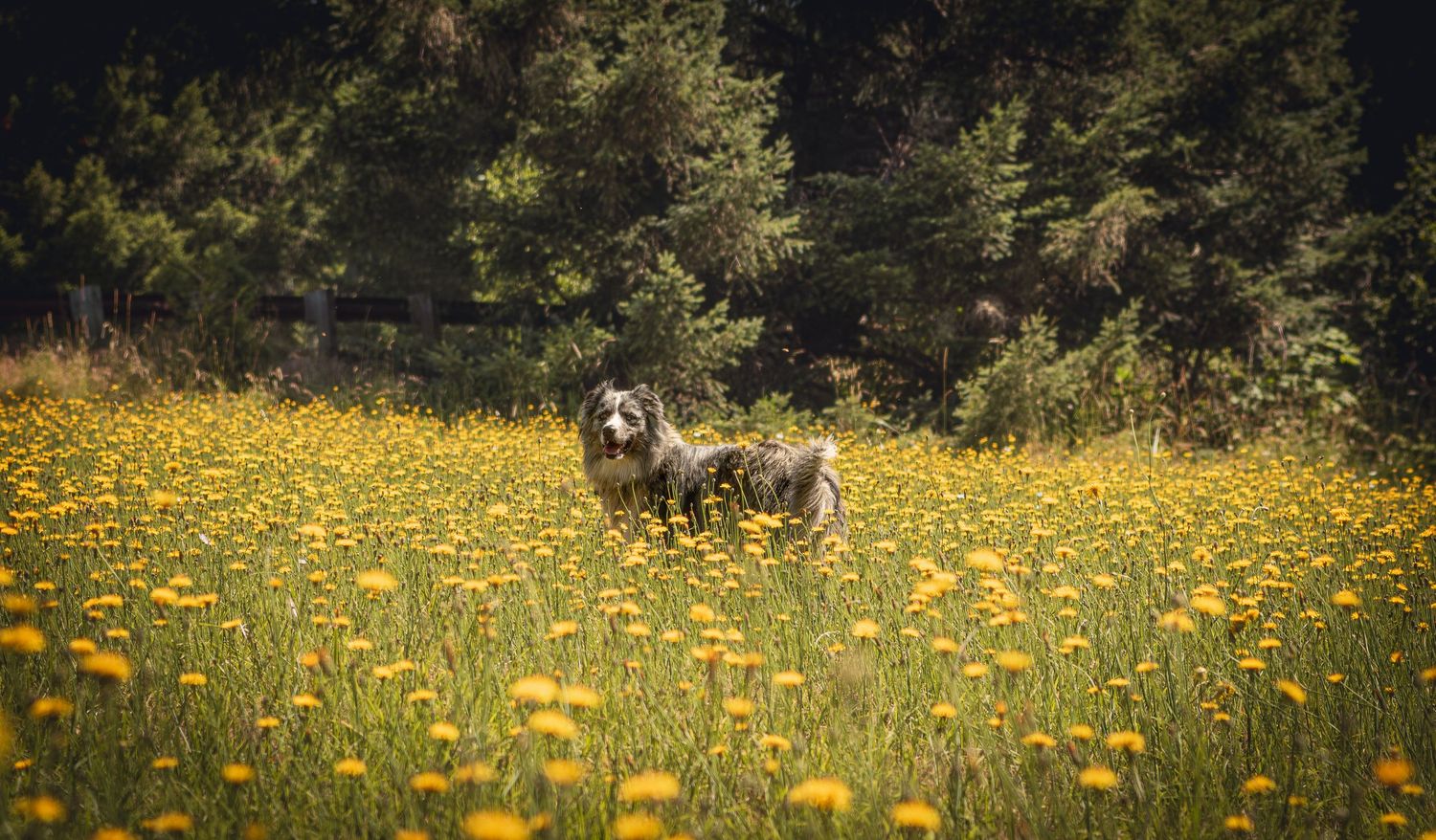 Fluffy dog standing in field of yellow dandelions near forest.