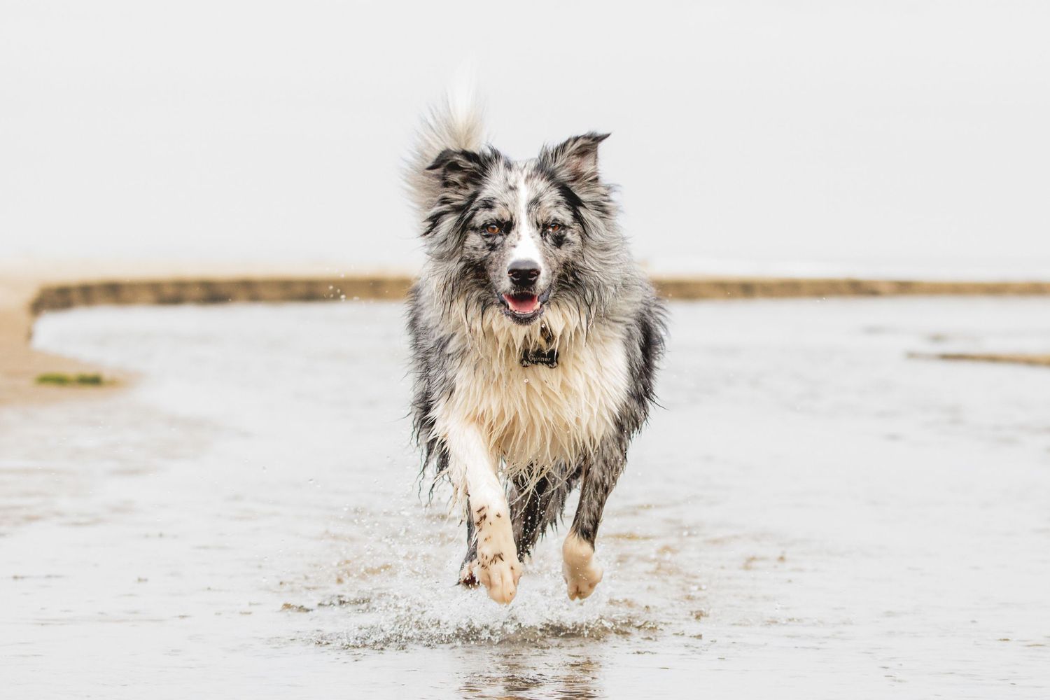 A wet Border Collie runs energetically through shallow water at the beach.