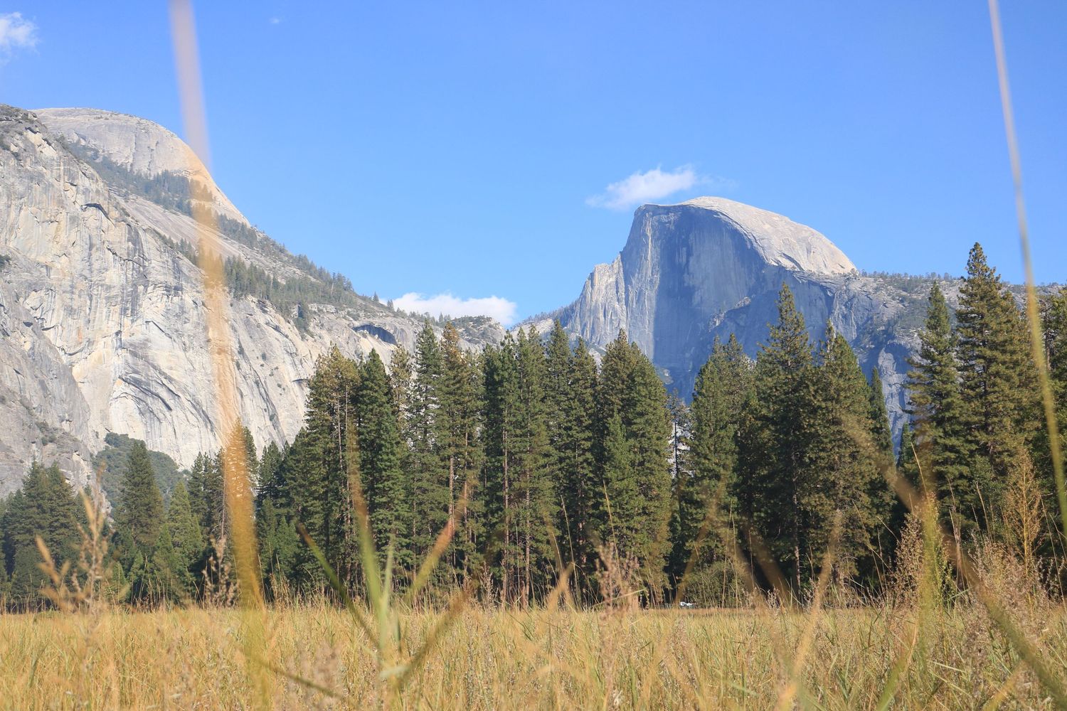 Half Dome granite peak rises above pine forest and golden meadow grasses in Yosemite National Park.
