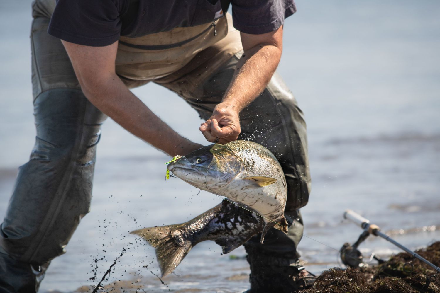 Fisherman catching a large fish at the water's edge, splashing water while gripping the slippery catch.