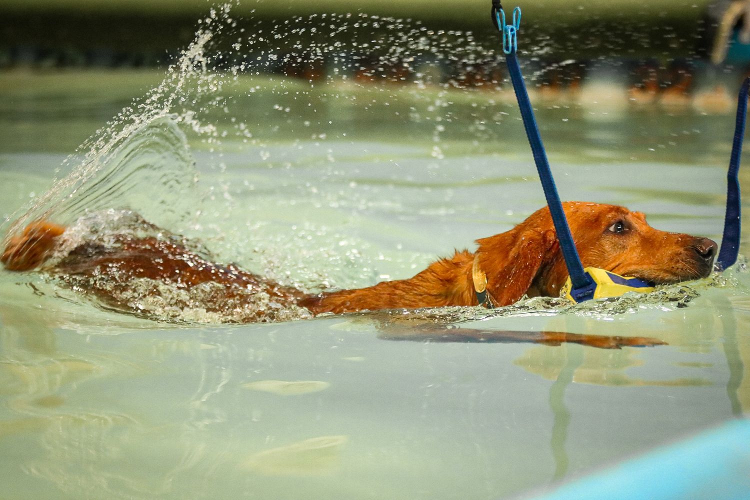 Golden retriever dog swimming energetically through water with a blue leash attached.