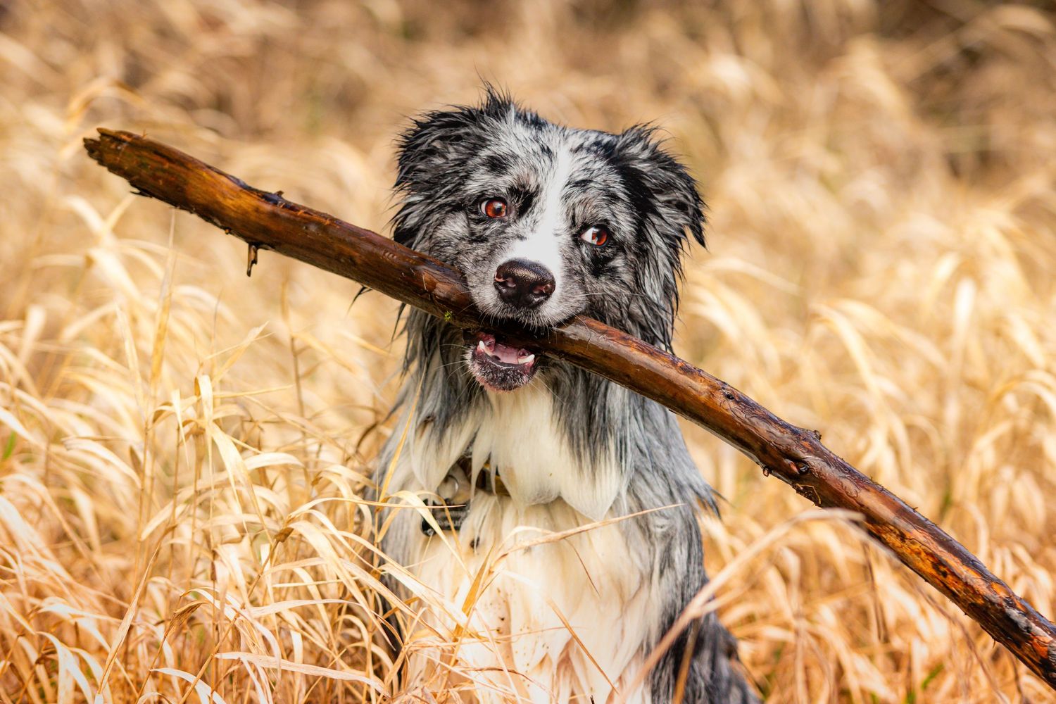 Border collie carrying large stick in golden wheat field.