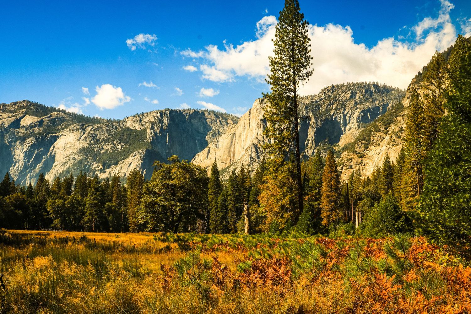 Golden autumn meadow with tall pines and dramatic granite cliffs under blue sky in Yosemite Valley.
