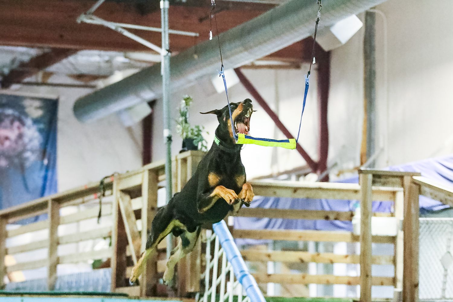 A Doberman Pinscher leaping high into the air to grab a yellow toy suspended from a cable indoors.