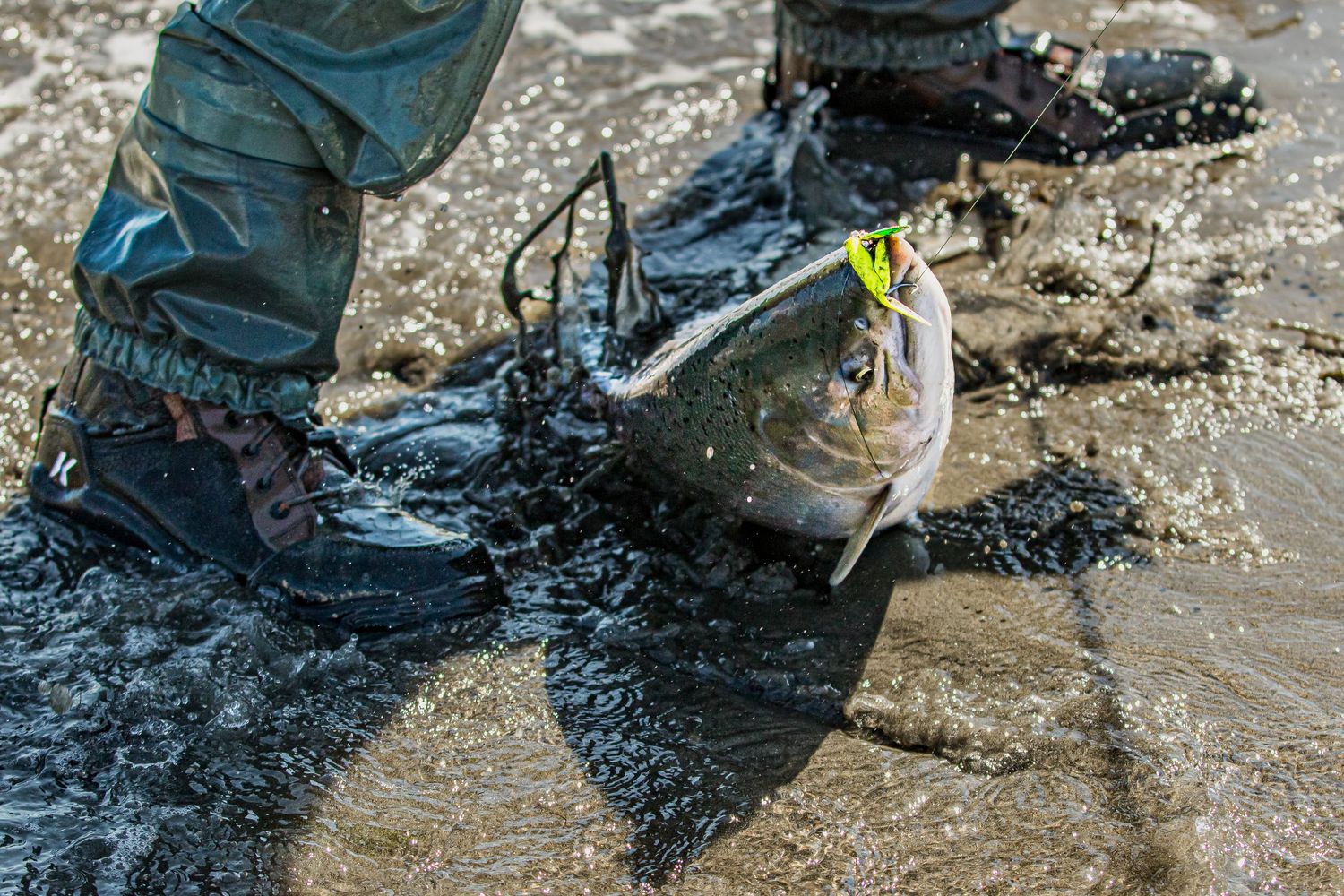 Angler in waders landing a fish with a yellow lure on a shallow muddy riverbank.