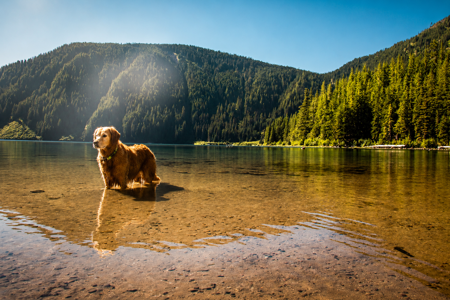 Golden Retriever standing in a clear mountain lake reflecting green forested hills.