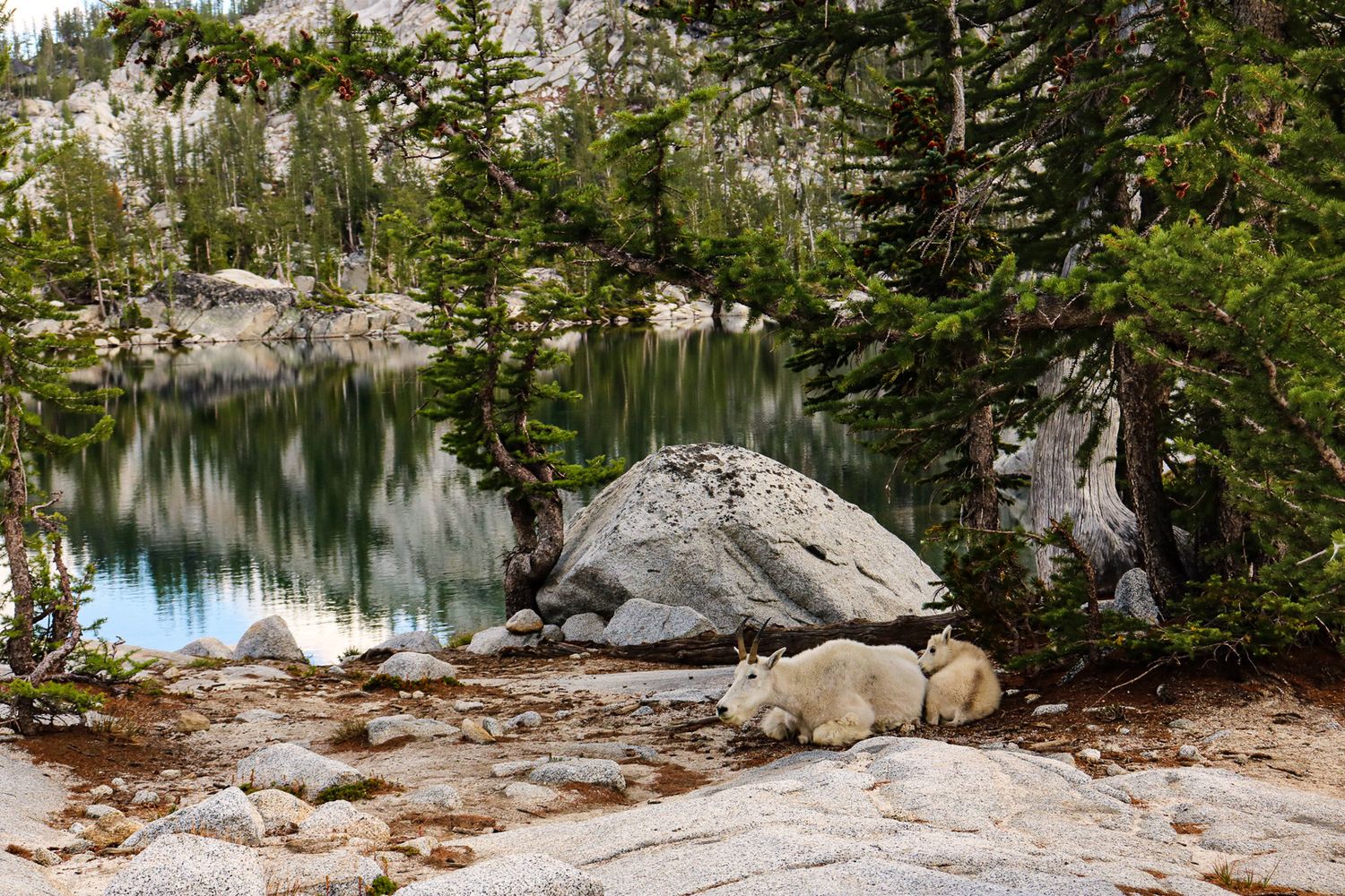 Serene alpine lake reflects pine trees and granite boulders in a peaceful wilderness setting.