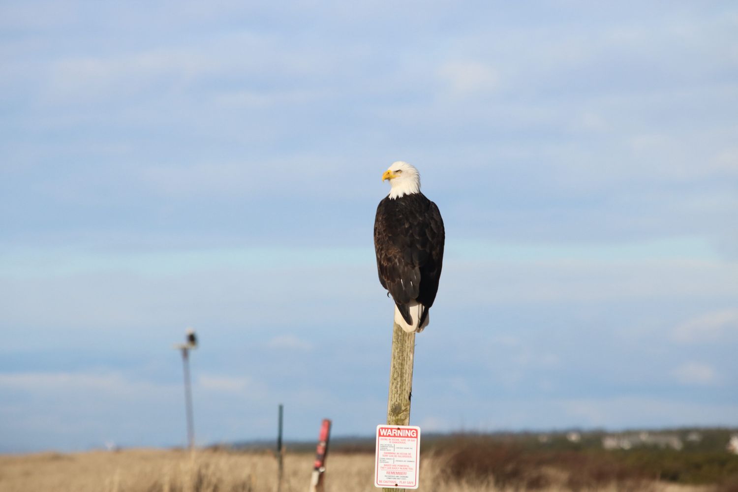 Bald eagle perched on a wooden post with a warning sign below against a cloudy blue sky.