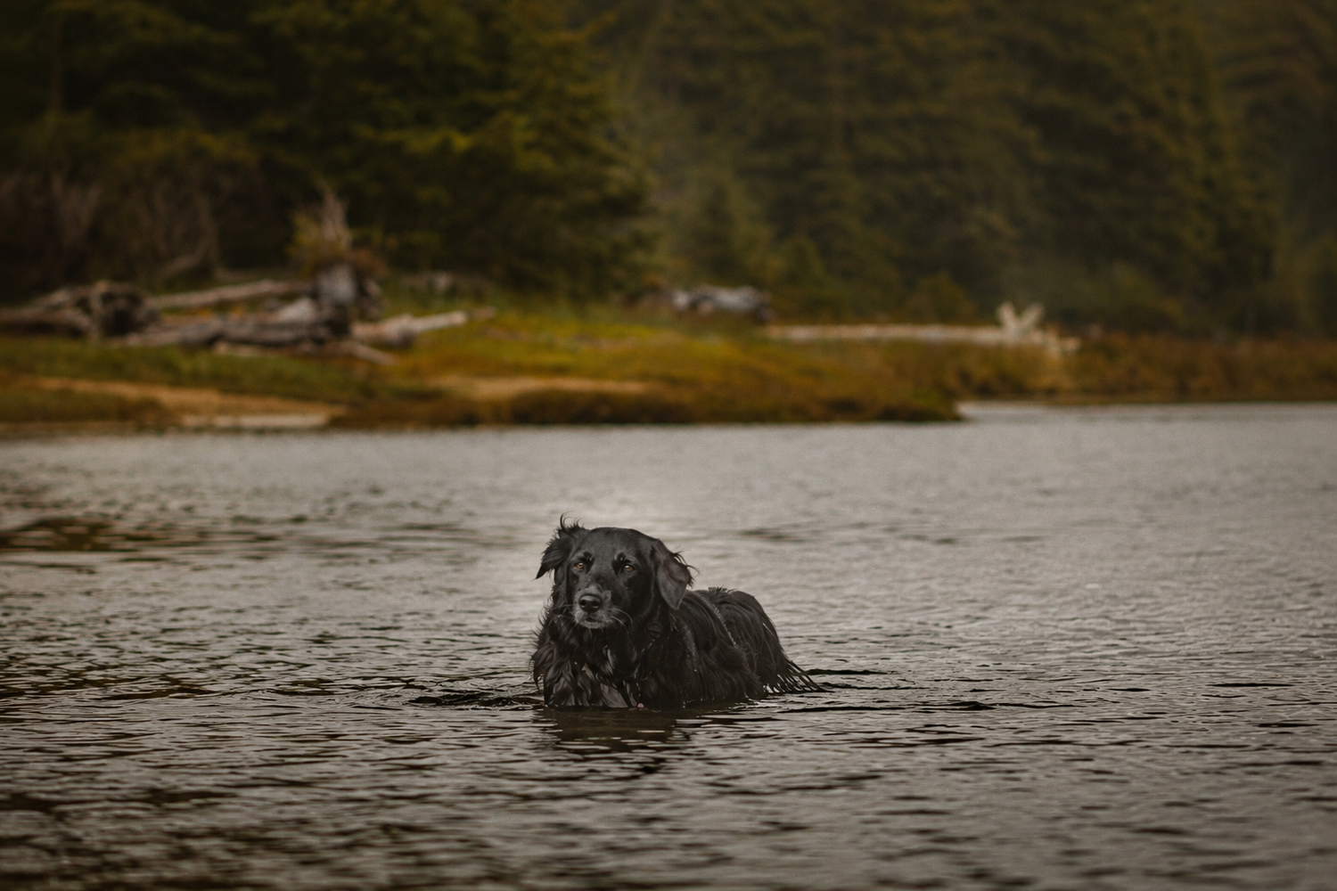 Wet black Labrador swimming in calm lake surrounded by forest.