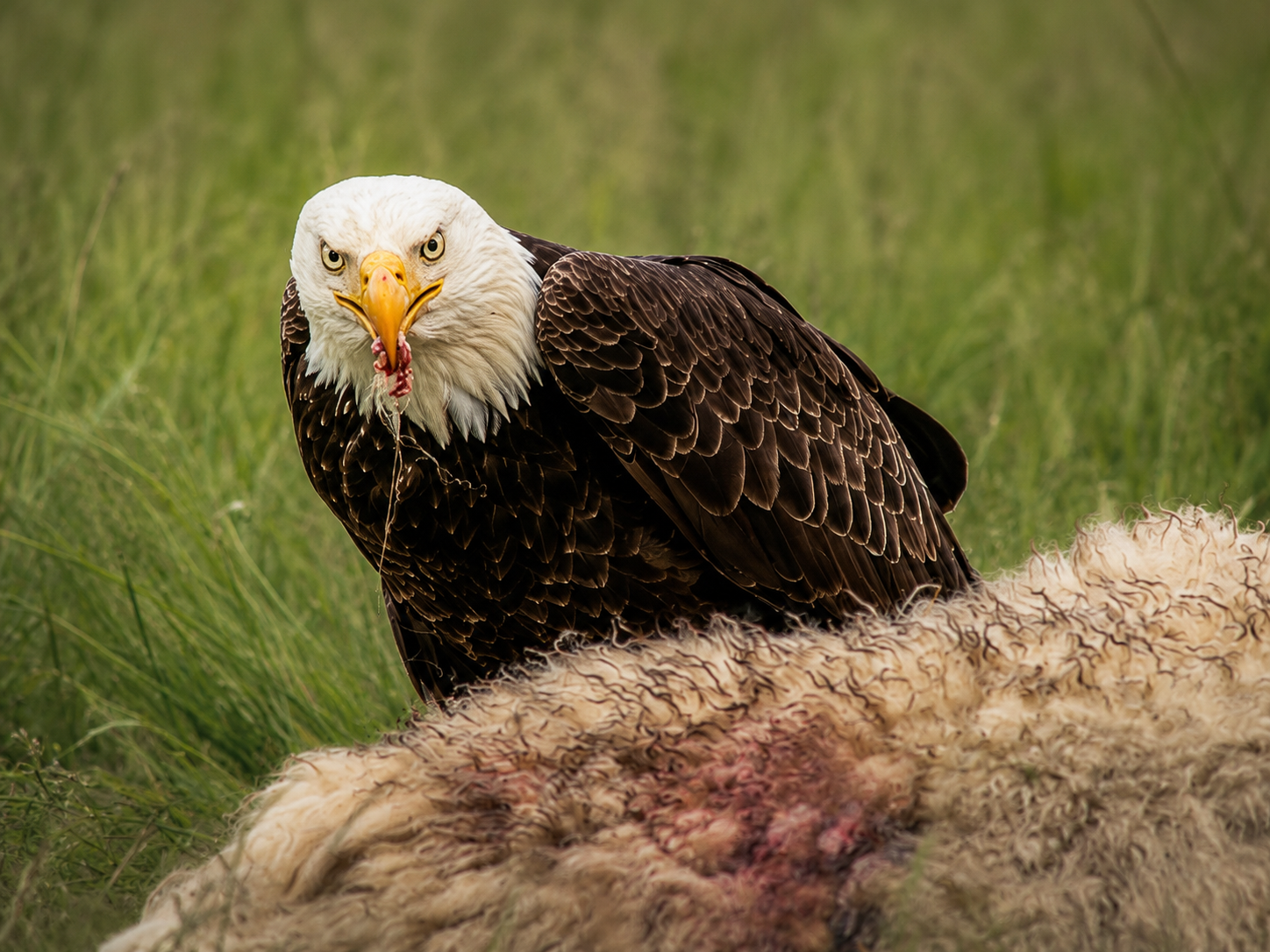 A bald eagle with blood on its beak stares intensely while feeding on a carcass in a green grassy field.