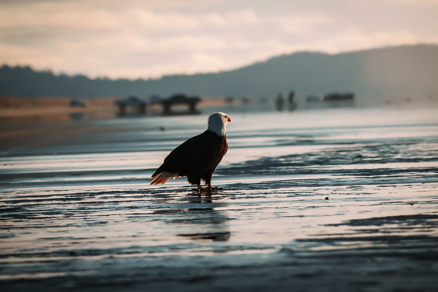 A bald eagle stands on a wet sandy beach at sunset with mountains visible in the background.