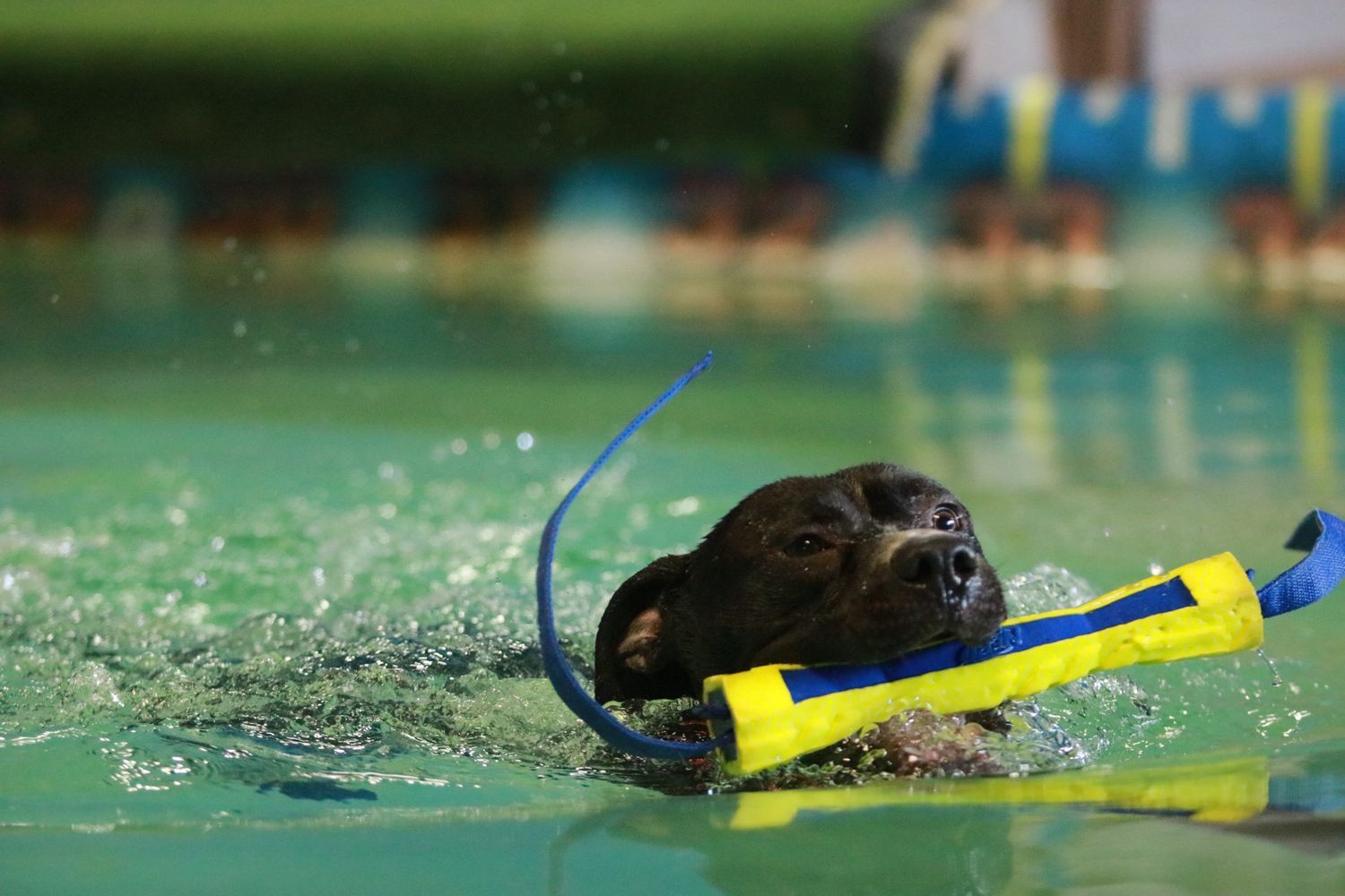 A chocolate Labrador retriever swimming energetically in a pool carrying a yellow bumper toy.