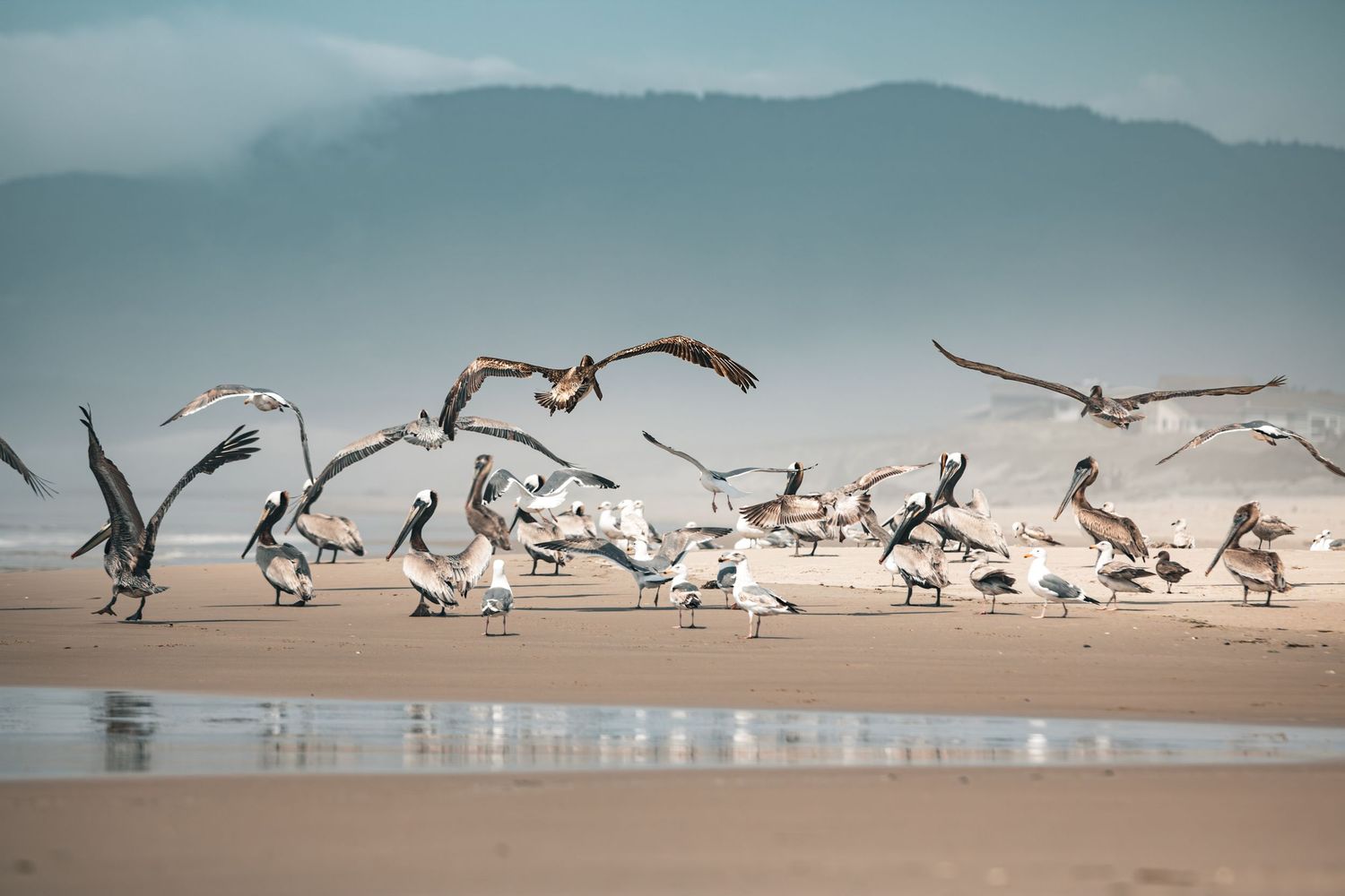 Flock of pelicans and seagulls on a misty beach with mountains in the background.