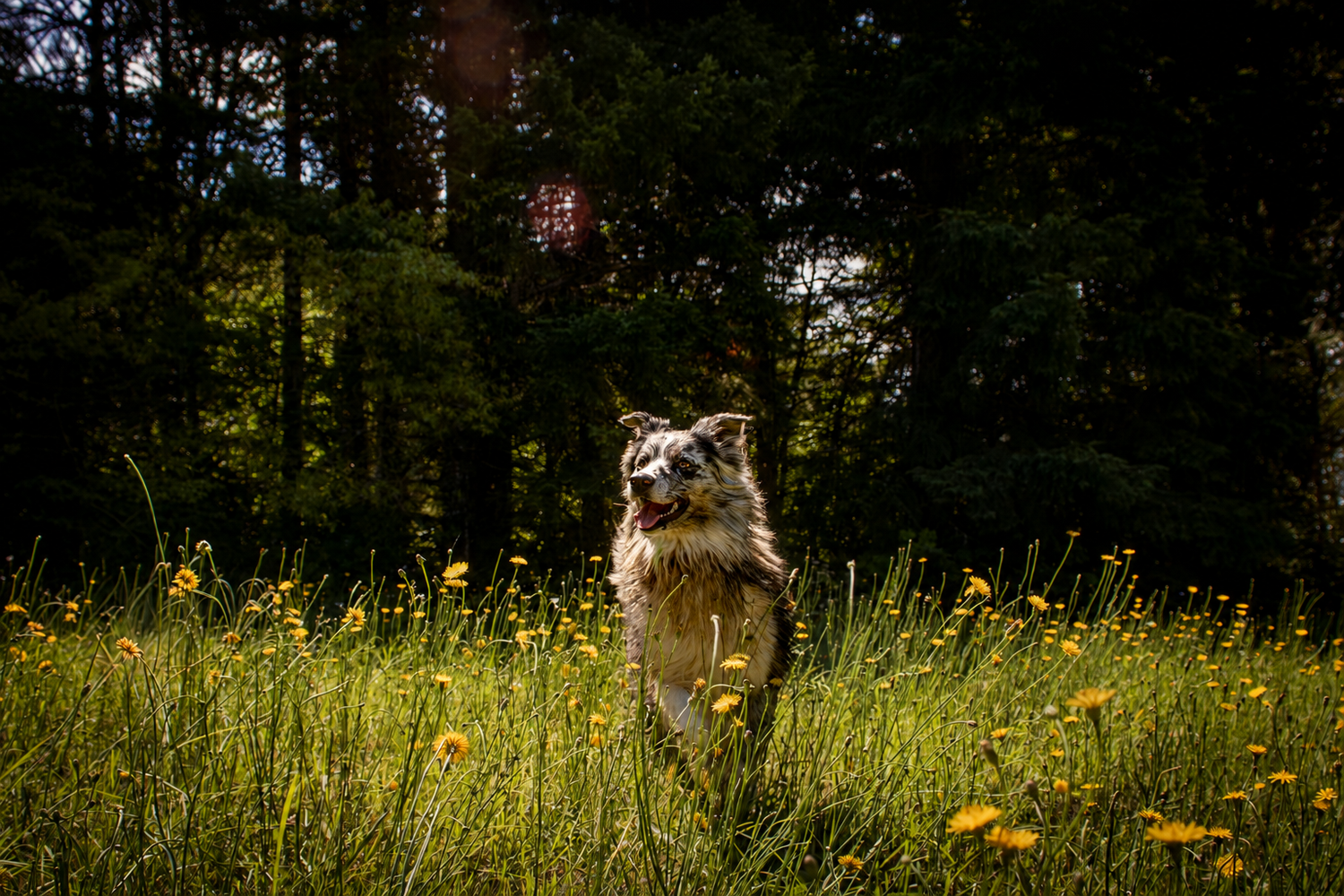 Border Collie dog jumping in a sunny meadow filled with yellow wildflowers and green trees.