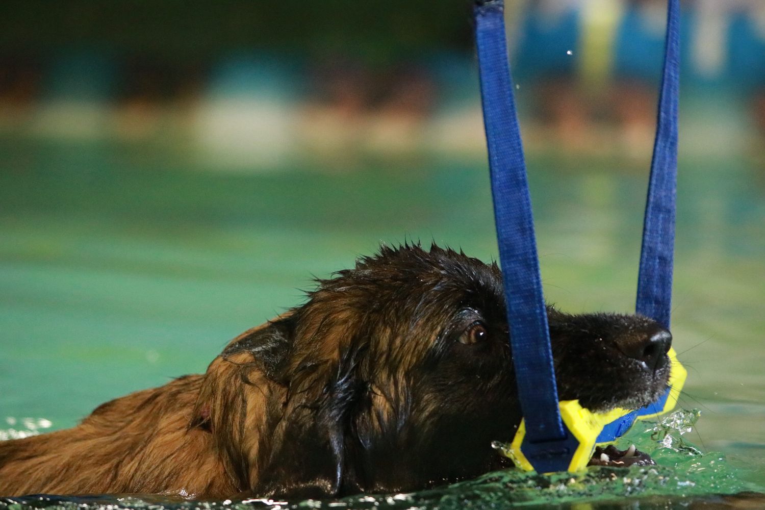 A wet long-haired dog swimming in a pool while gripping a yellow toy attached to blue straps.