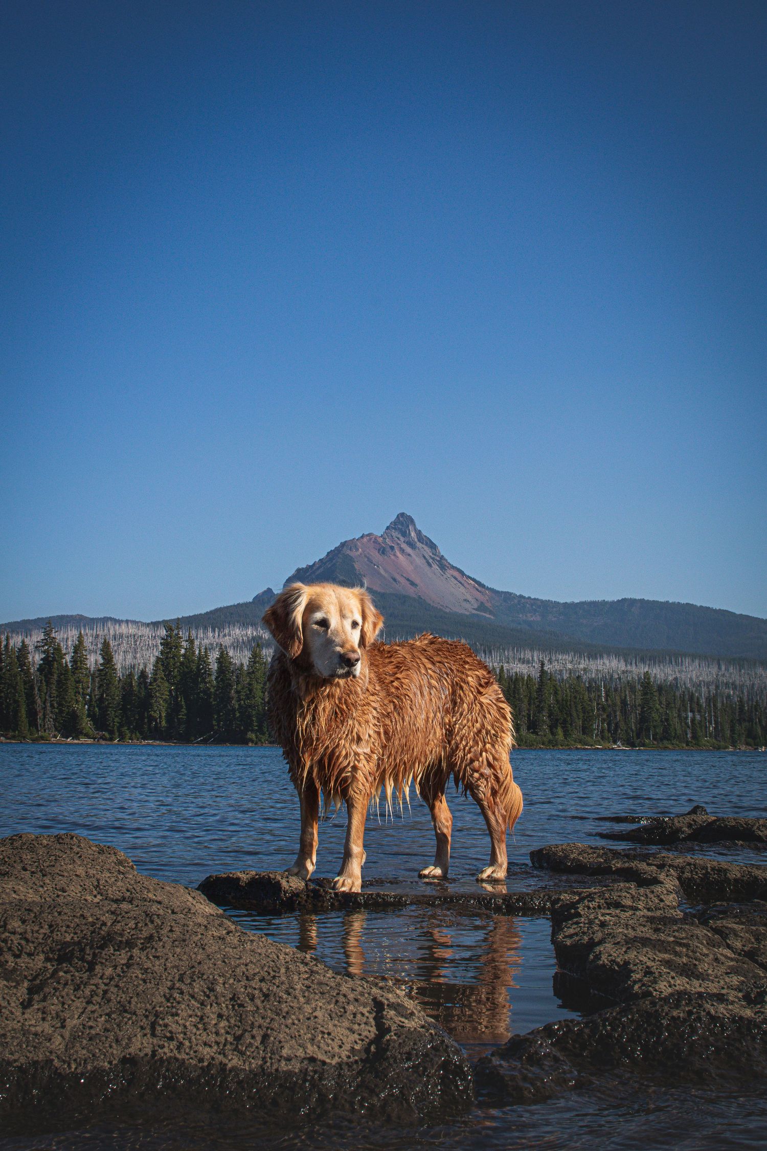 Golden retriever standing beside a scenic mountain lake during an adventure dog photography session in Oregon.