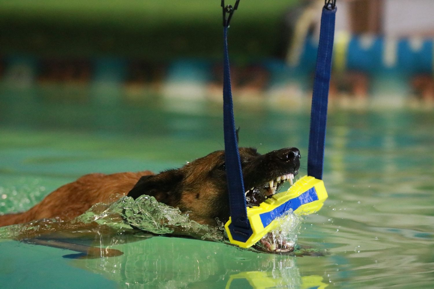A Belgian Malinois dog swimming in a pool while holding a yellow toy in its mouth during training.