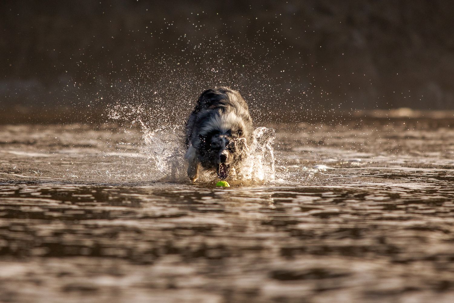 Black dog running through shallow water with splashes.