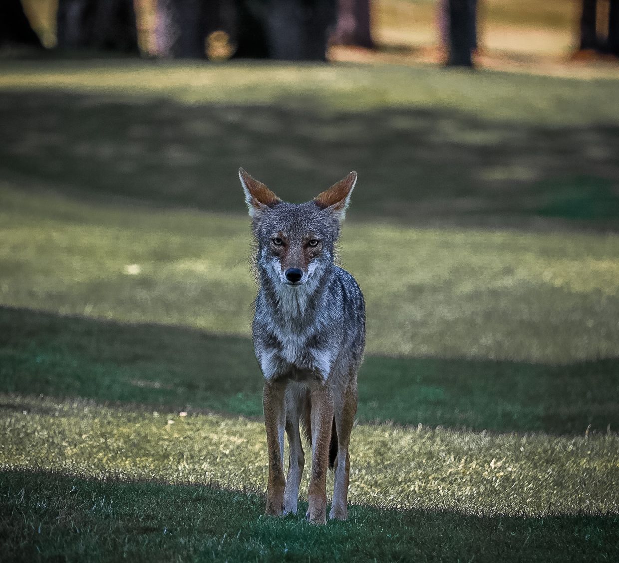 A wild coyote standing alert on green grass in a park, facing the camera directly.