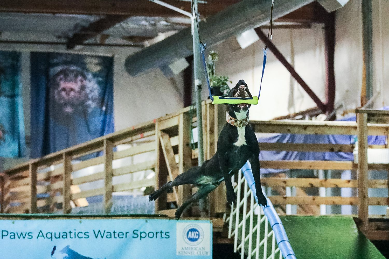 A black and white dog jumping to catch a yellow toy on a zip line at Paws Aquatics Water Sports.