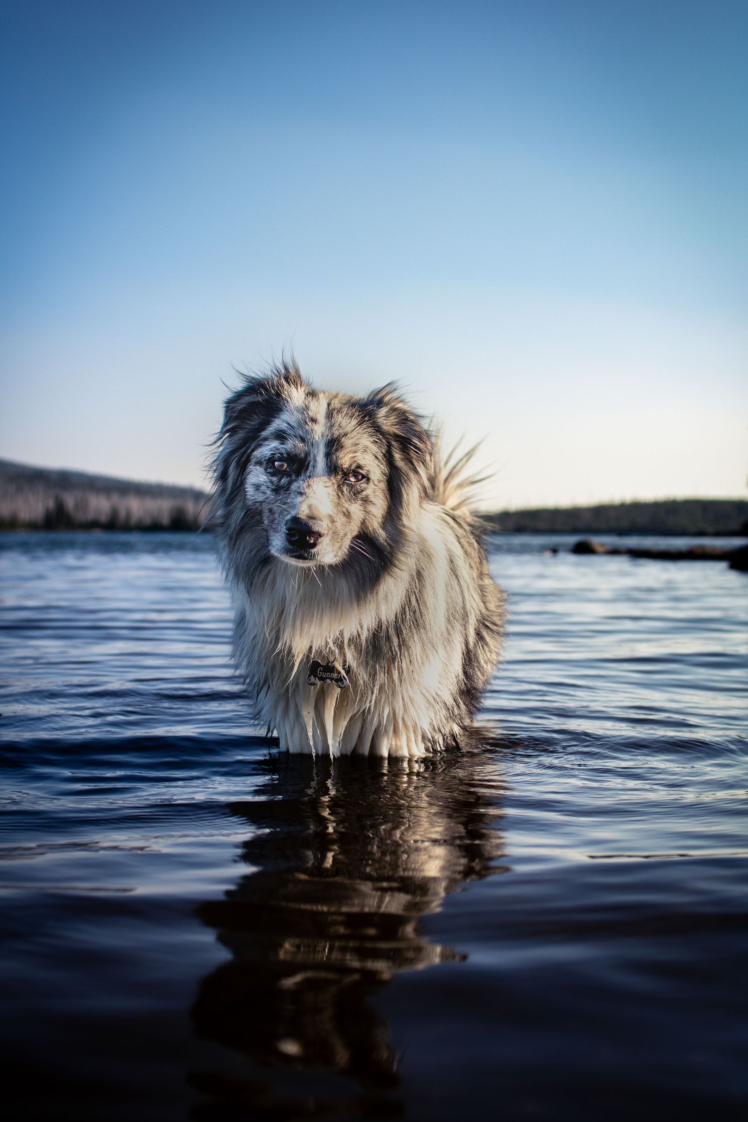 Merle Australian Shepherd standing in a clear mountain lake during an outdoor dog photography session in Oregon.