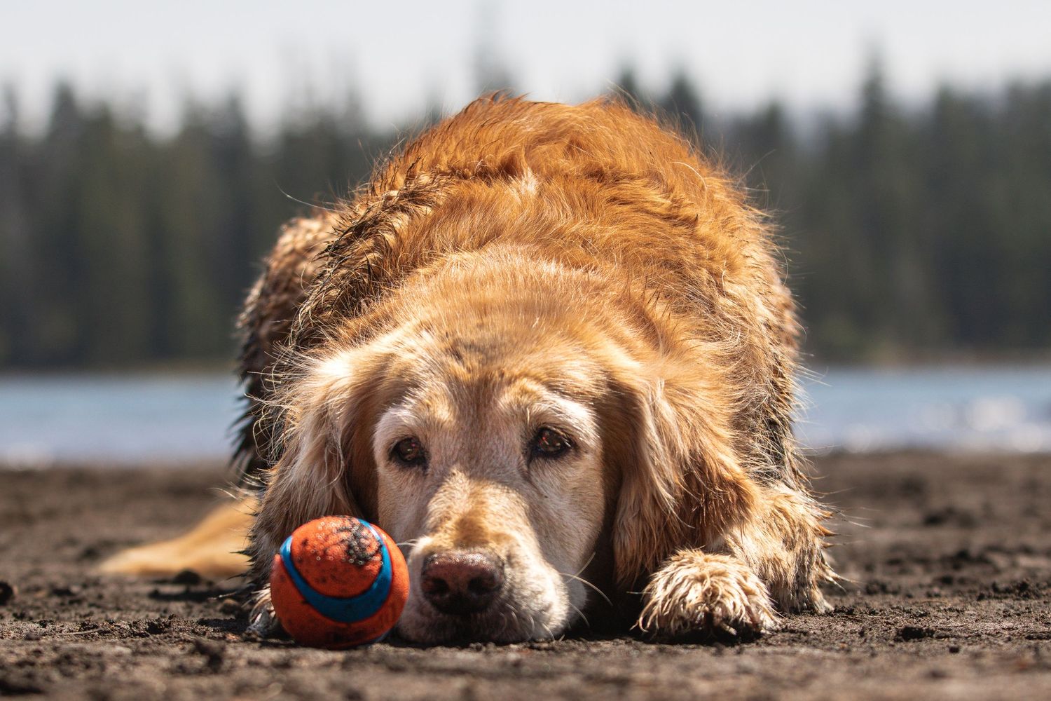 Golden retriever resting on a sandy lakeshore with a ball during an adventure dog photography session in Oregon.