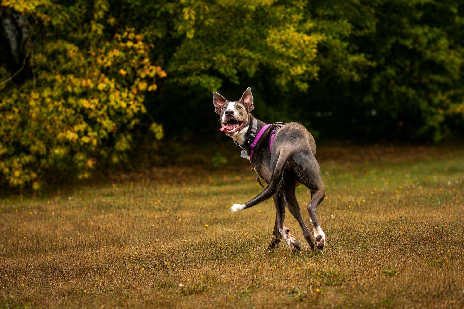 Gray dog running in grassy park with colorful trees behind.