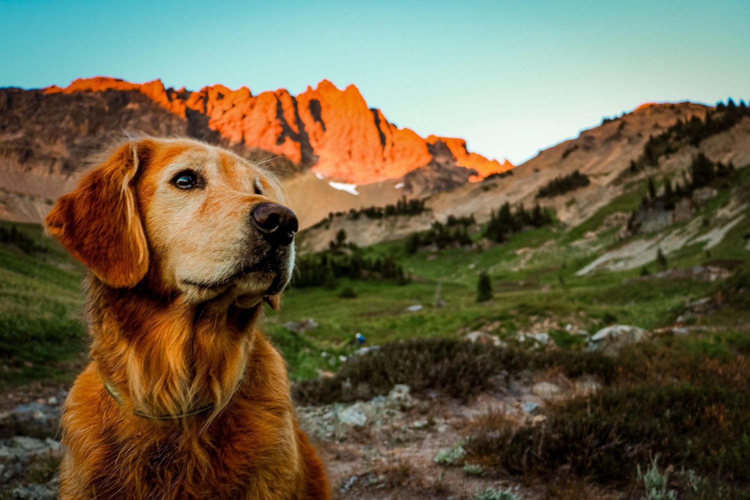 Golden Retriever dog sitting in an alpine meadow with dramatic mountain peaks at sunset.