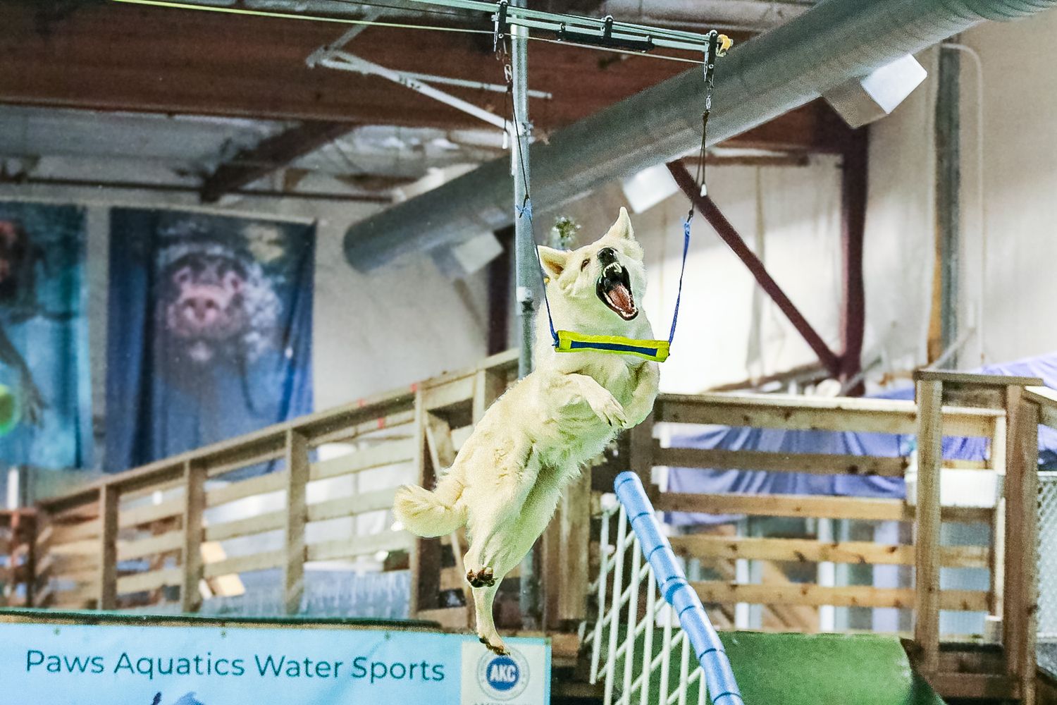 A white German Shepherd dog leaping to grab a yellow toy on a zip line at Paws Aquatics Water Sports.
