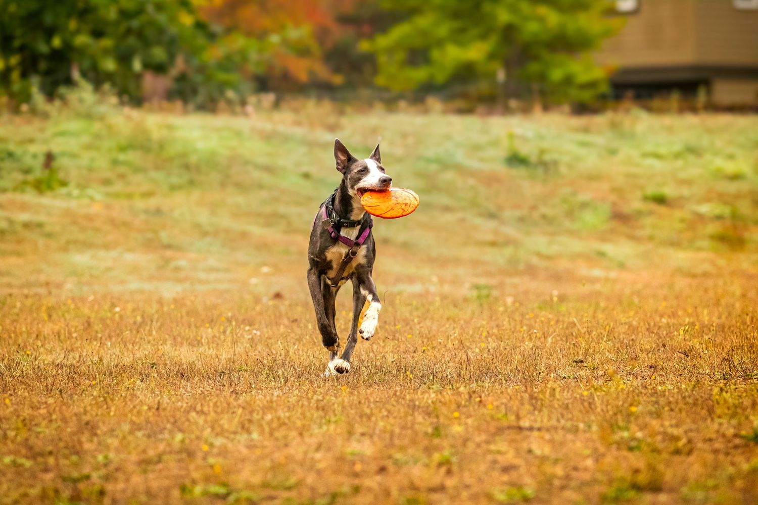 Active black and white dog running across a grassy field carrying an orange frisbee.