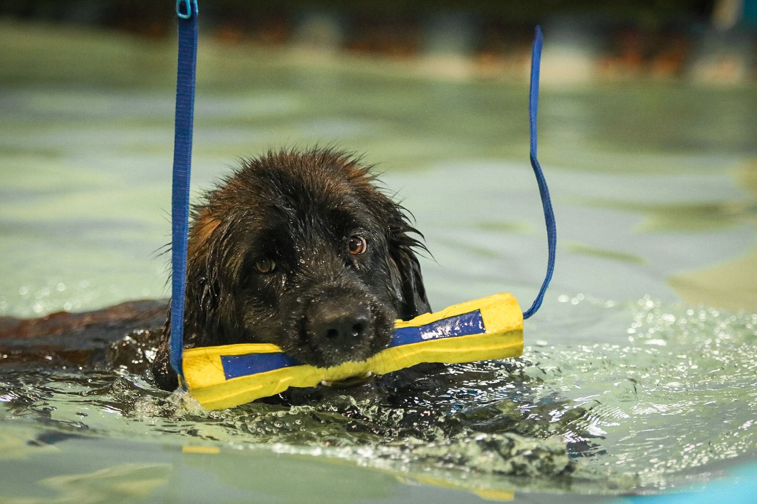 Dark brown dog swimming in a pool while carrying a yellow toy on a blue leash.