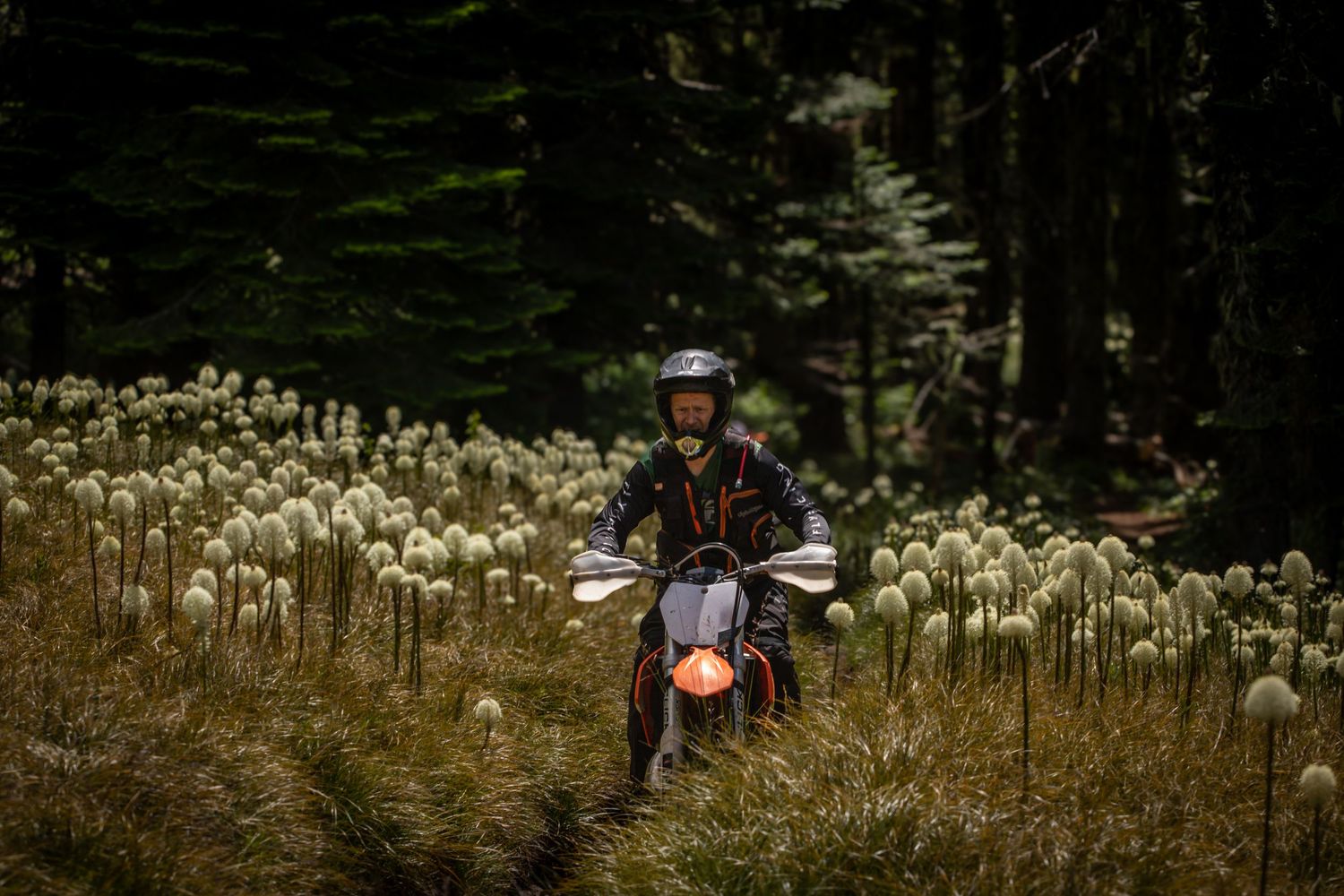 A motorcyclist rides through a dense forest meadow filled with tall white beargrass wildflowers.