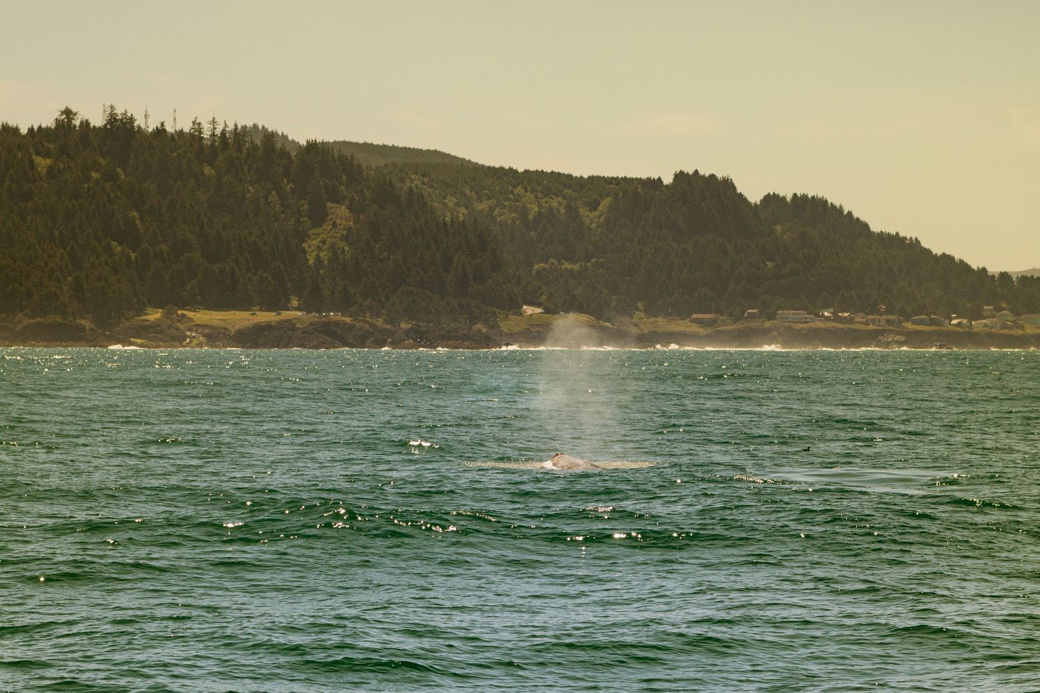A whale spouts a misty blow near a forested coastline on calm green ocean waters under a hazy sky.
