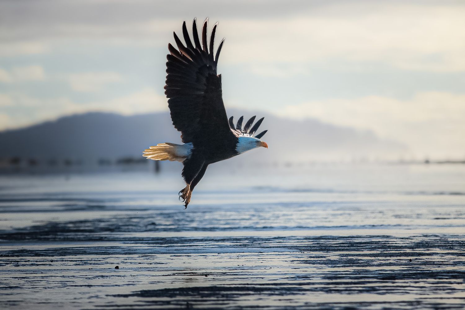 A bald eagle soars low over calm ocean water with wings fully spread at dawn.