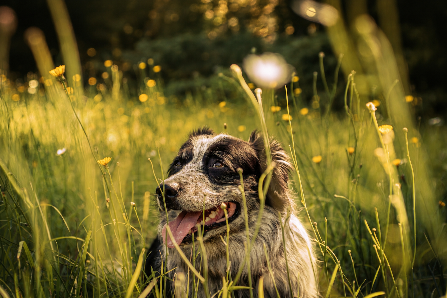 A happy dog with tongue out rests among tall green grass and yellow wildflowers in sunlight.