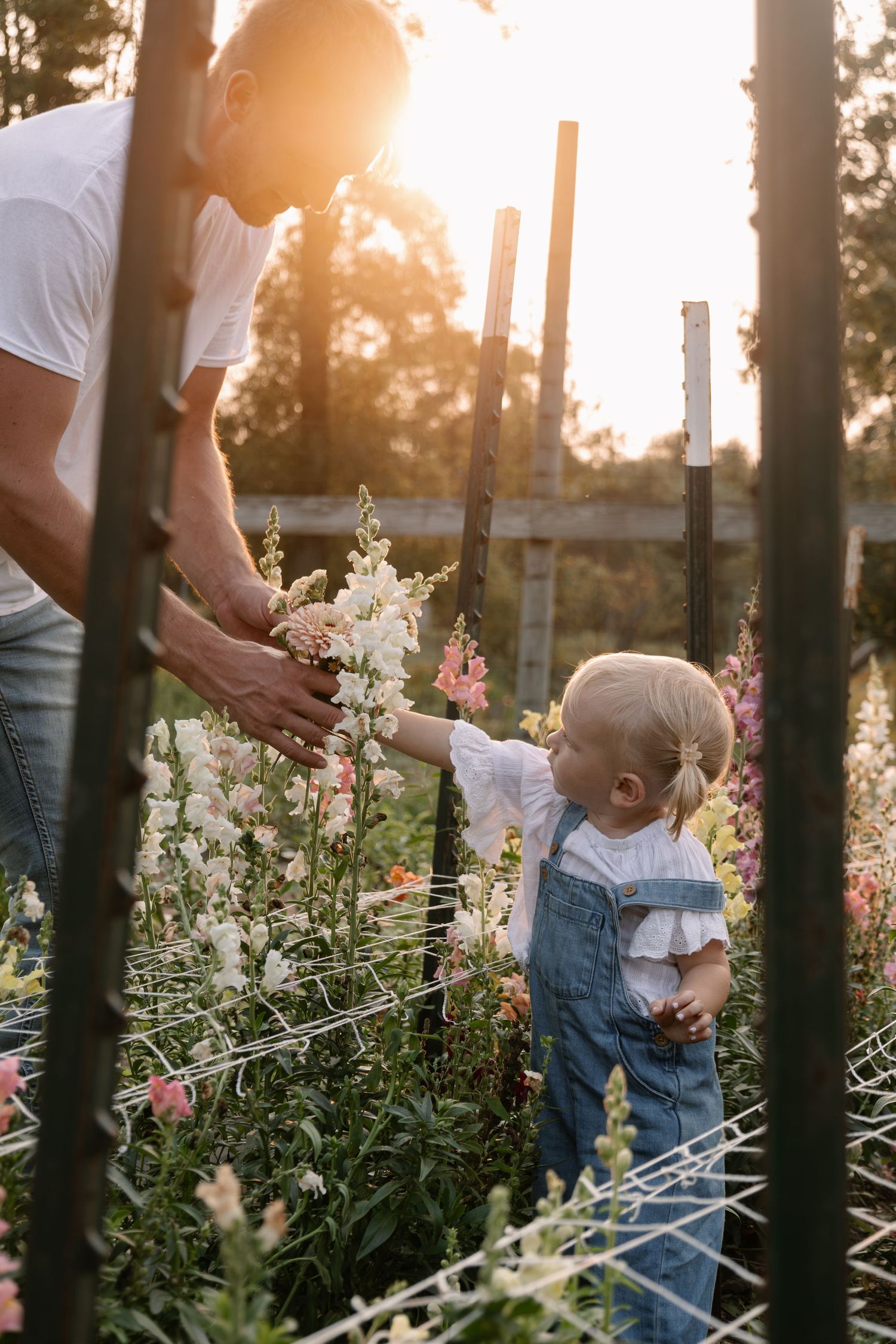 Father and toddler girl in denim overalls picking flowers together in a sunlit garden at sunset.